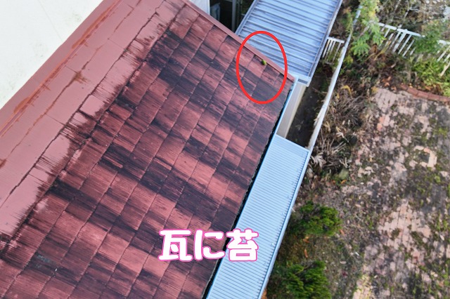多治見市市之倉町　瓦に苔
