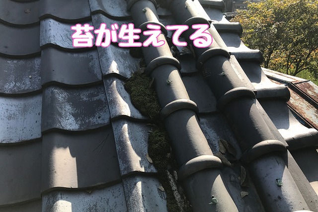 多治見市小田名町　下り棟に苔