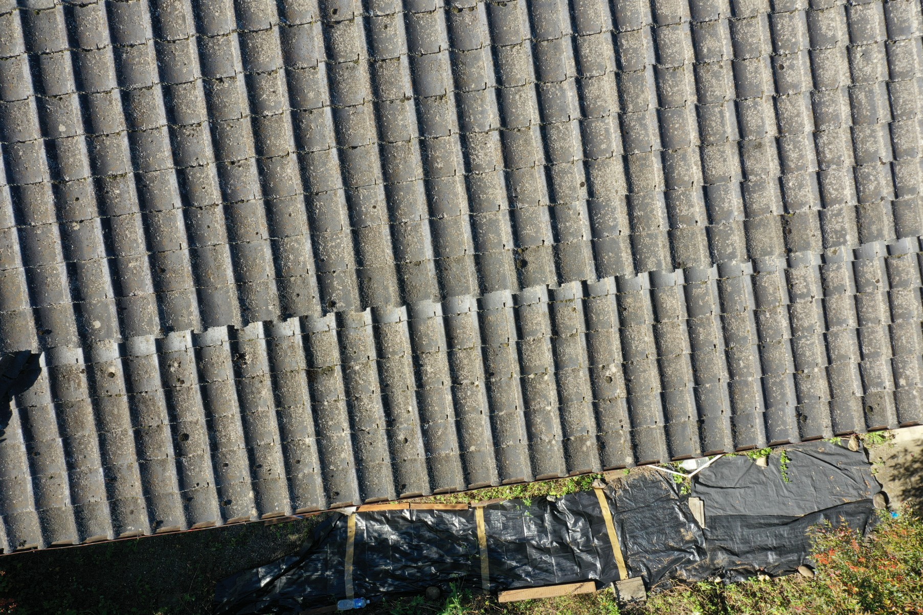 苔が生えている写真