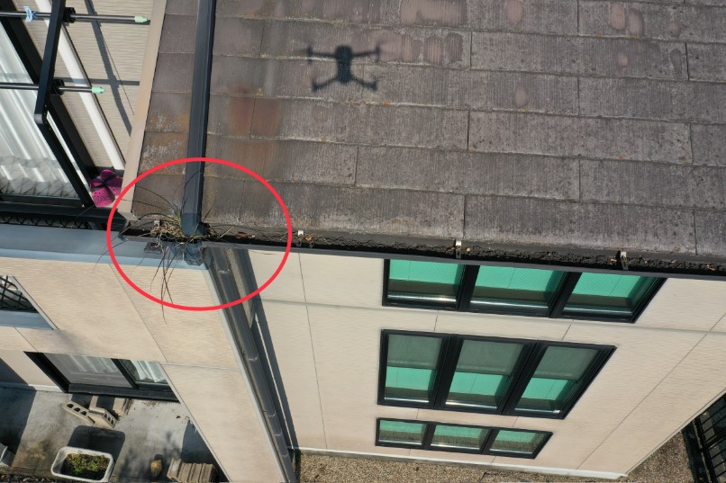 樋に草が生えている写真