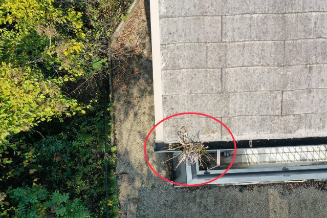 多治見市　樋に草