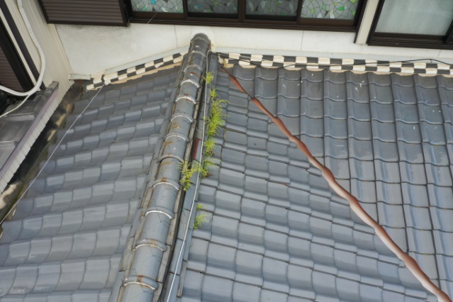 多治見市京町　棟に草