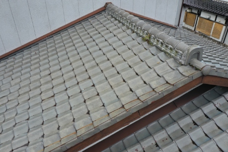 郡上市　棟に草