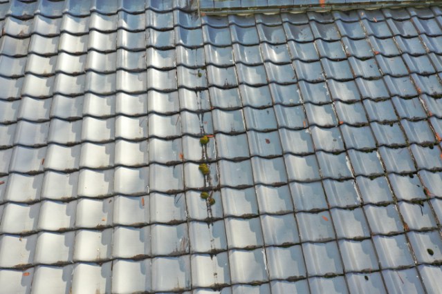 多治見市滝呂町　苔