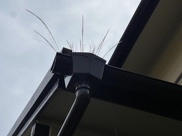 多治見市市之倉町　軒樋に草が生えています