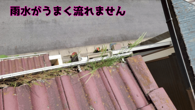 多治見市大薮町 雨樋の中に草