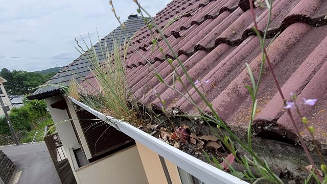 多治見市大薮町　樋に草