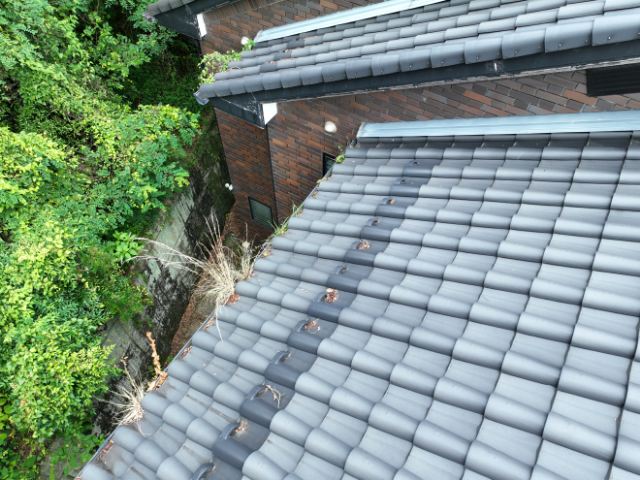 多治見市　樋に草