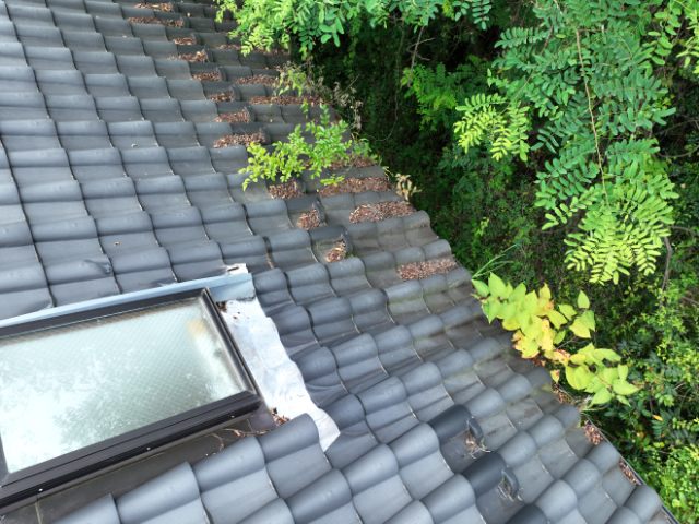 多治見市　樋に草