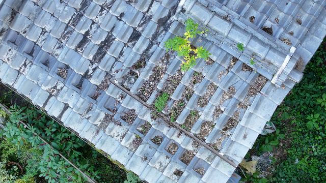 可児市　屋根に草