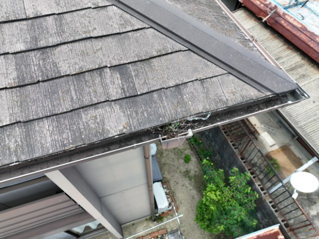 多治見市松坂町　雨樋に木