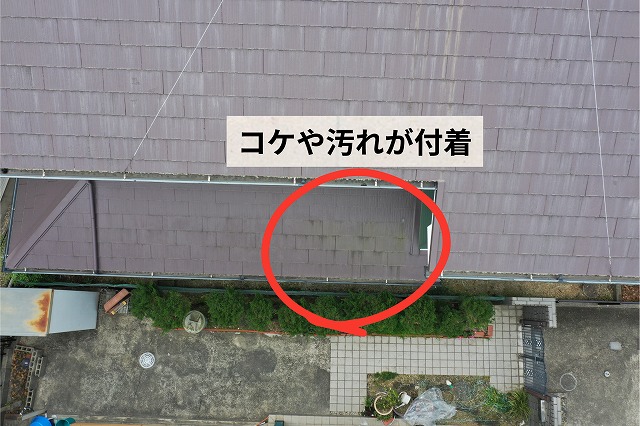 コケや汚れが付着している様子