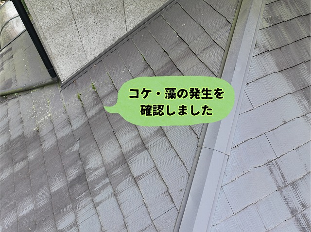美濃加茂市にて下屋根のコケや藻の発生を確認した様子