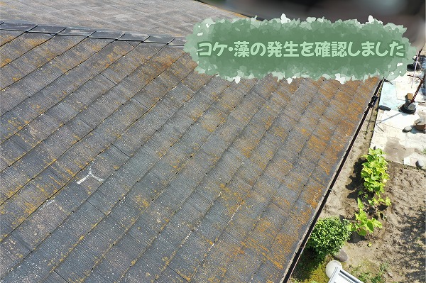 美濃加茂市のスレート屋根で確認したコケや藻の発生状況