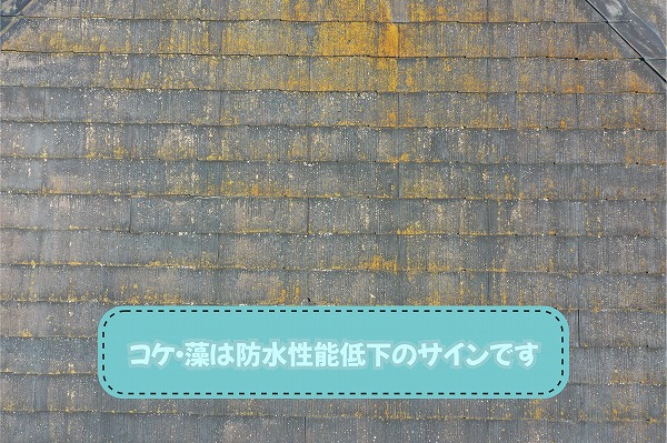 美濃加茂市のスレート屋根に付着したコケや藻を確認した様子