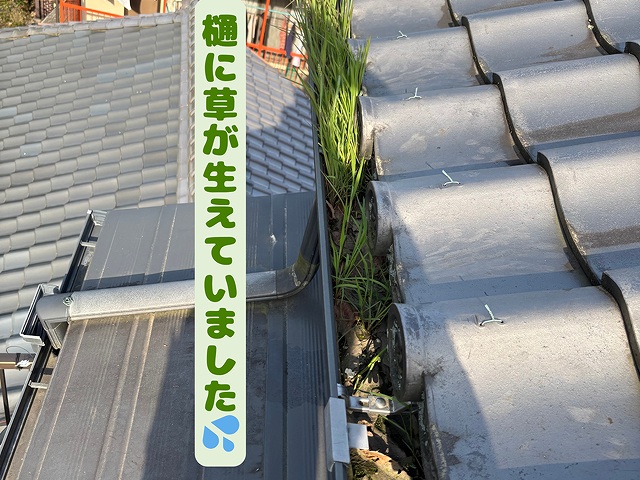 樋には土が溜まり、草まで生えていた