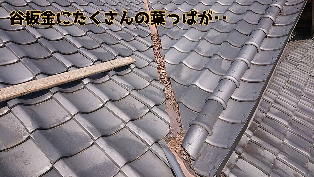 多治見市長瀬町 屋根の谷部に葉っぱが詰まっており、排水不全を起こしていました