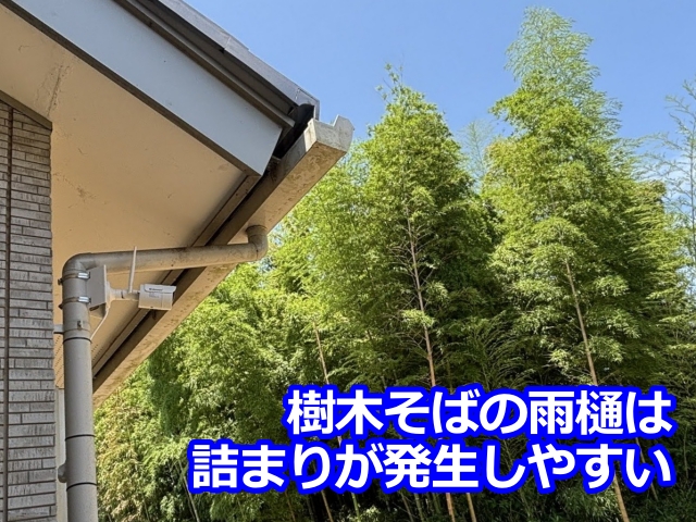 雨樋に生えた新葉の原因は裏手の竹林