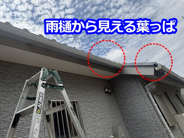 雨樋から見える葉っぱ