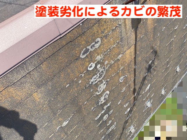 小山市　スレート屋根調査　カビが繁茂したコロニアルネオの写真
