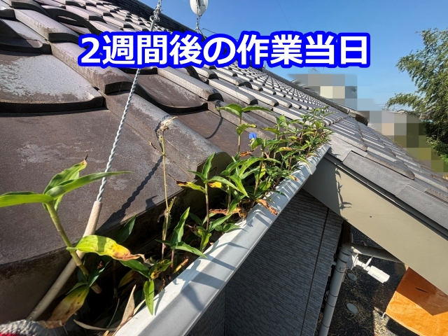 2週間後の作業当日。腐葉土から植物が芽吹いています