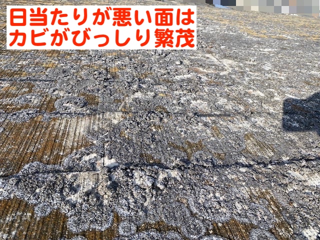 小山市　化粧スレート屋根調査　カビが繁茂した屋根の写真