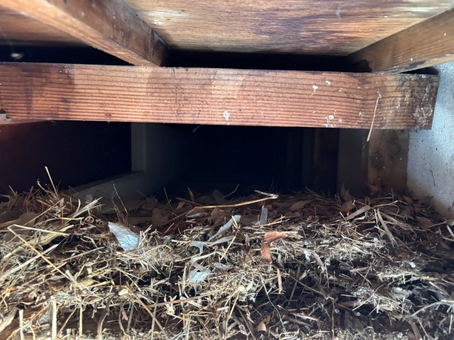 軒天の中に大量の鳥の巣