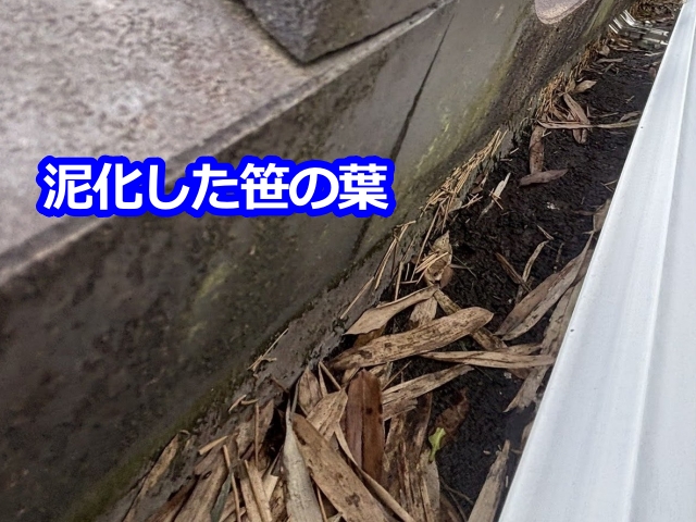 泥化した雨樋の中の笹の葉