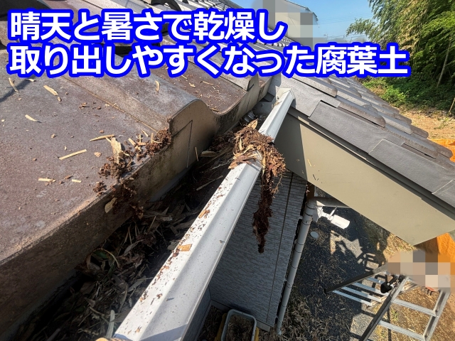 晴天と暑さで乾燥し取り出しやすくなった雨樋の腐葉土