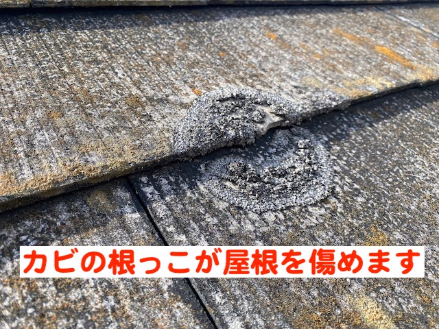 小山市　化粧スレート屋根調査　カビが繁茂した屋根の写真