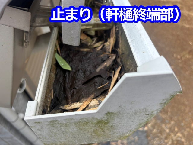 軒樋の端まで詰まりが広がる