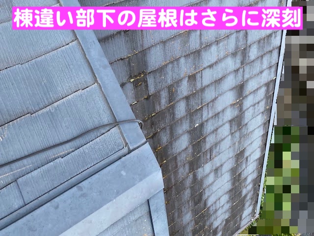 下野市　築30年の屋根を調査　カビが繁茂し棟違い部の写真