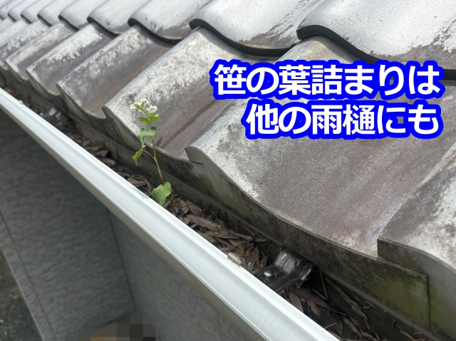 笹の葉詰まりで植物まで成長した雨樋