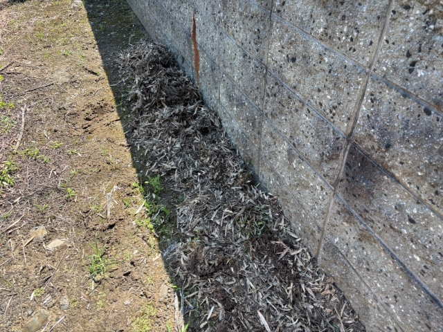 雨樋から掻き出した腐葉土は庭に撒いて自然に返す