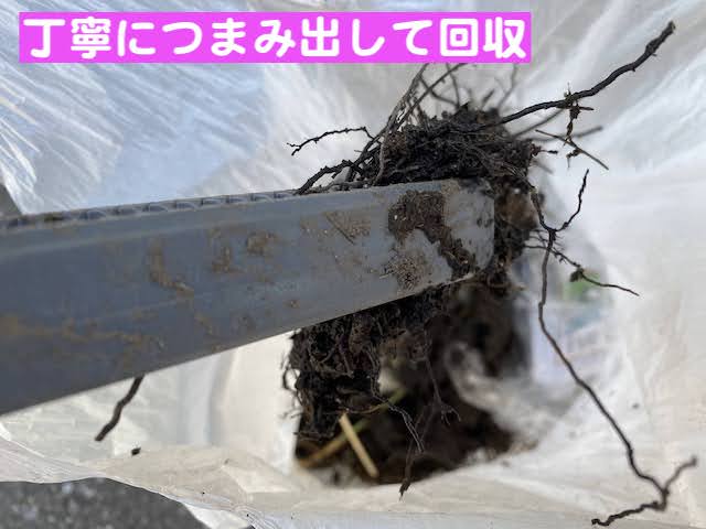 真岡市　雨樋詰まりの原因はＰマス　詰まっていたゴミの写真