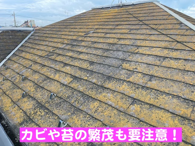 下野市　屋根と外壁の調査　カビや苔が繁茂したスレート屋根の写真