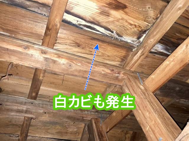 白カビが発生している野地板