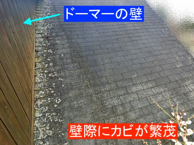 ドーマーとの壁際にはカビが繁茂