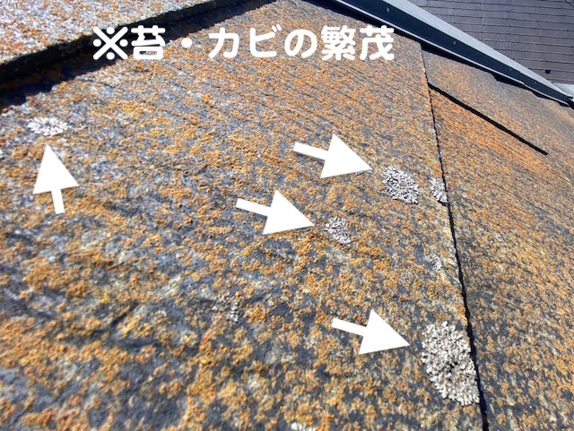 結城市　飛込み業者発端の点検事例　コロニアルのカビの写真