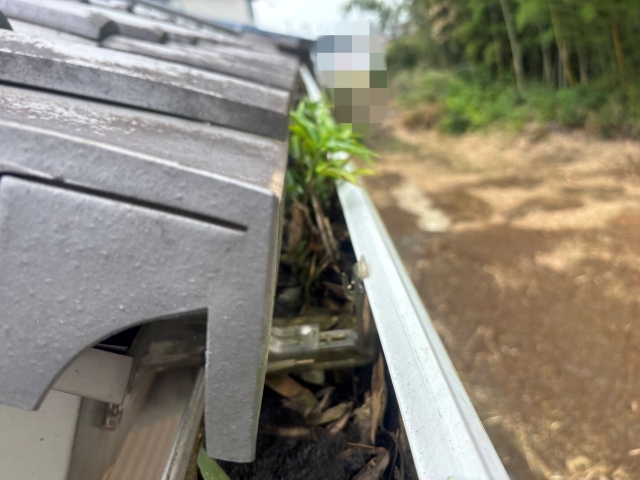 積もった笹の葉が汚泥となり詰まった雨樋