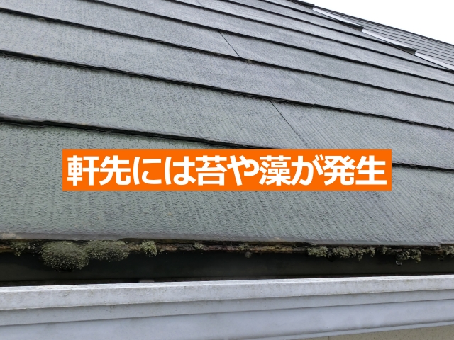 軒先には苔や藻が発生