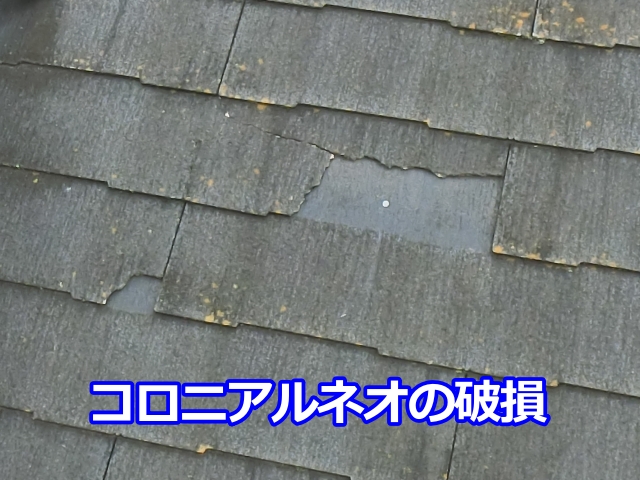 コロニアルネオの切片はここから落下したと思われます