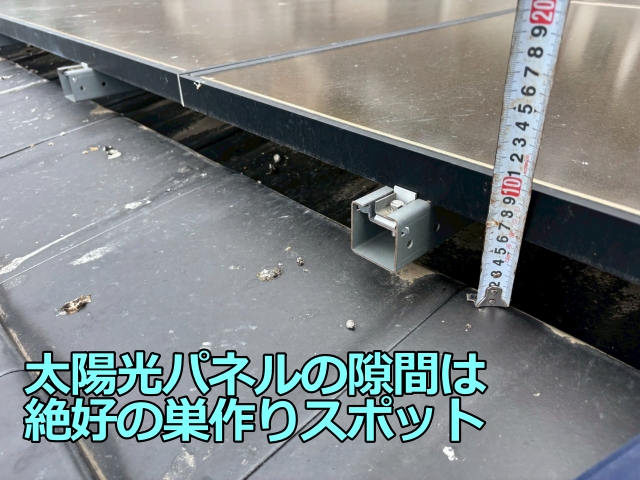 太陽光パネルの隙間は鳩にとっては絶好の巣作りスポット