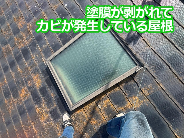 塗膜が剥がれて カビが発生している屋根