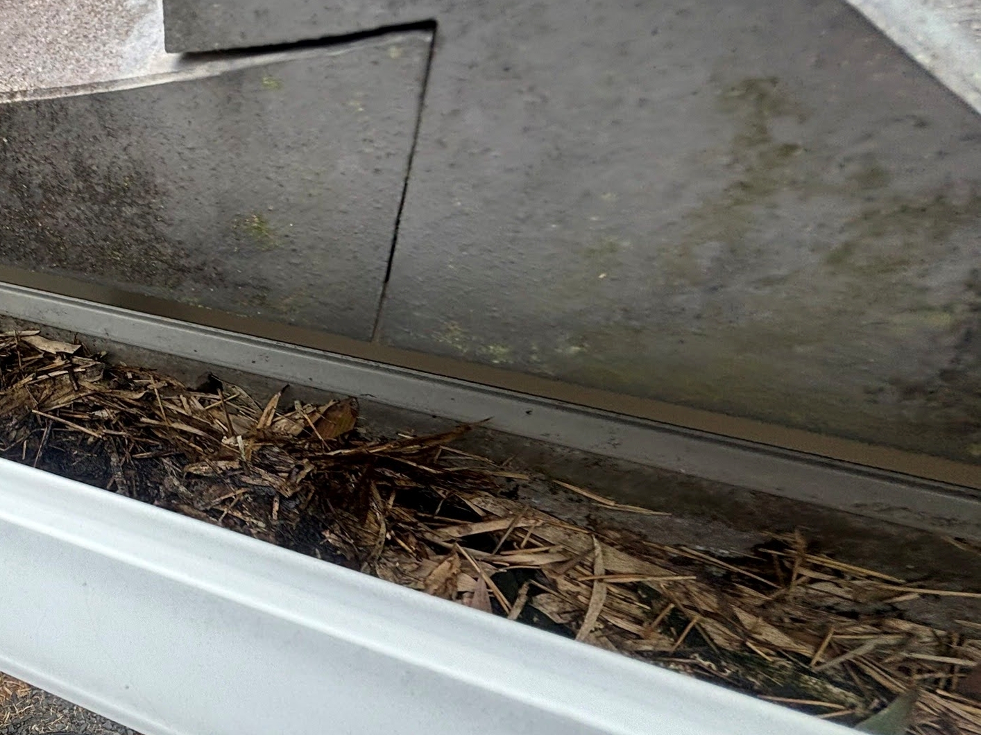 層になった枯れ葉が排水機能を妨げている