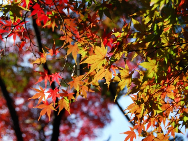 屋根リフォームに最適な季節は「秋」
