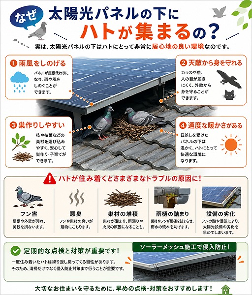 太陽光パネル下にハトが集まる理由と起こりやすいトラブル