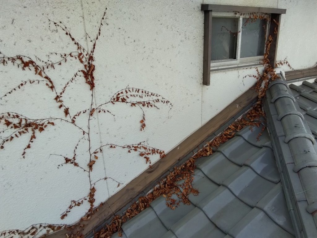 加古郡稲美町　外壁　草