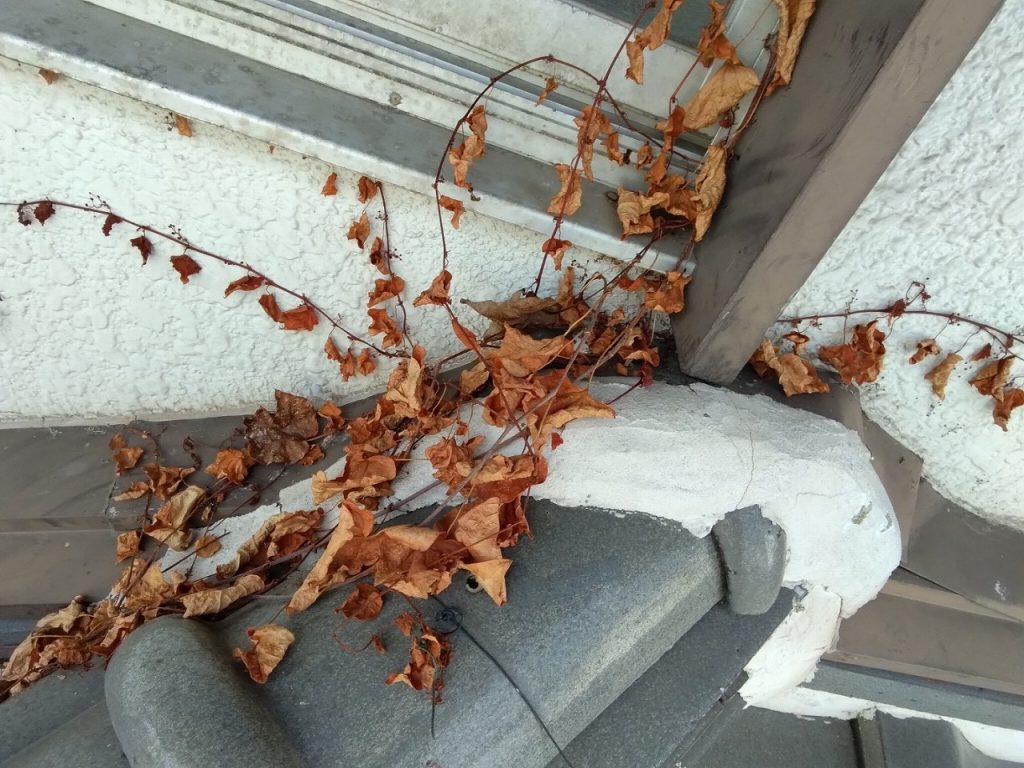 加古郡稲美町　瓦　草