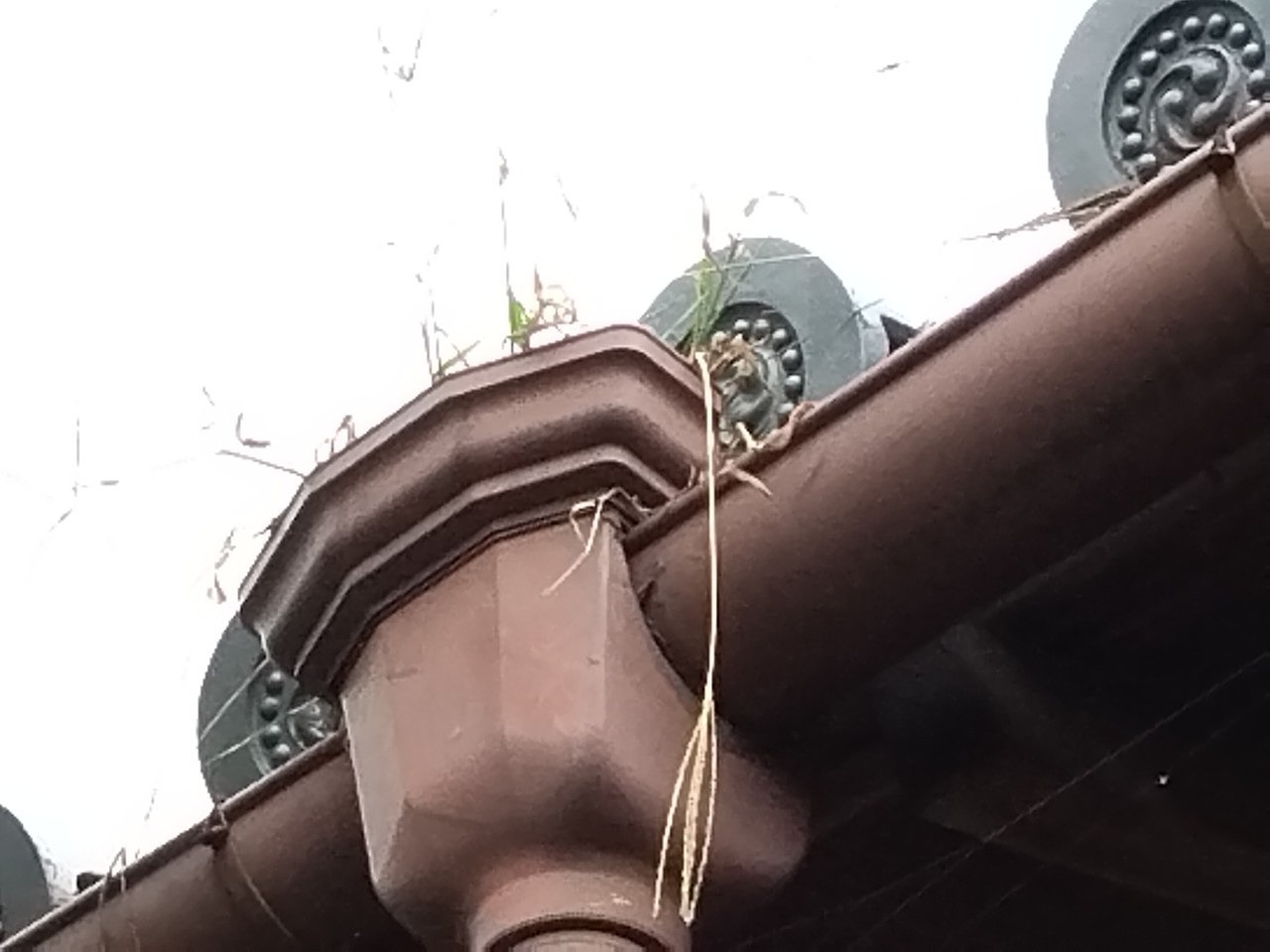 加古川市　上合から雑草